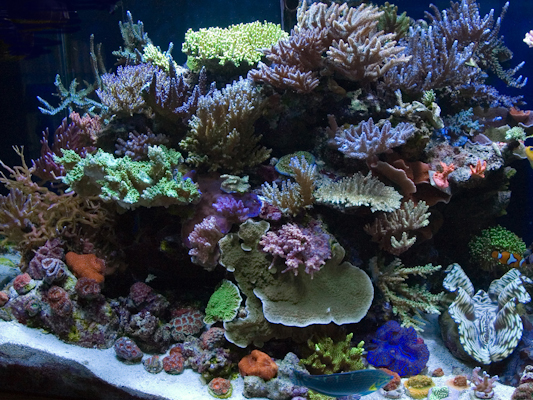 left tank 2